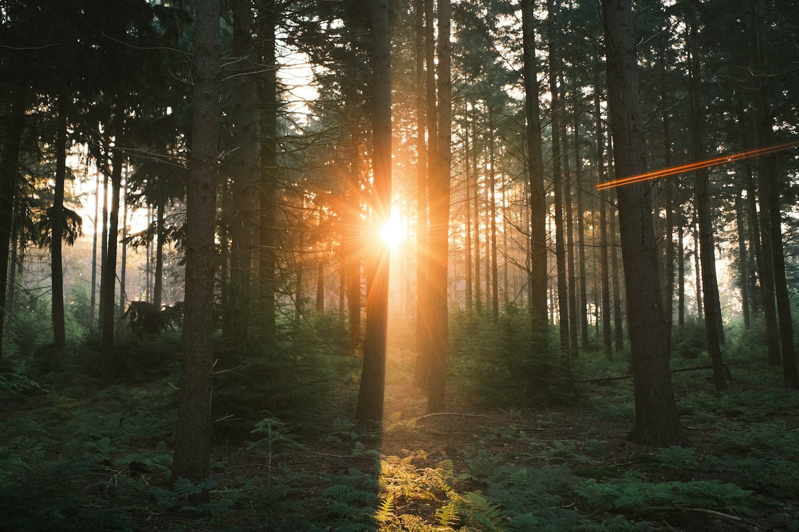 The sun is shining through the trees in the forest